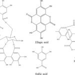 Kajian komputasi polifenol ekstrak kulit buah delima sebagai perencat berpotensi internalisasi virus SARS-CoV-2